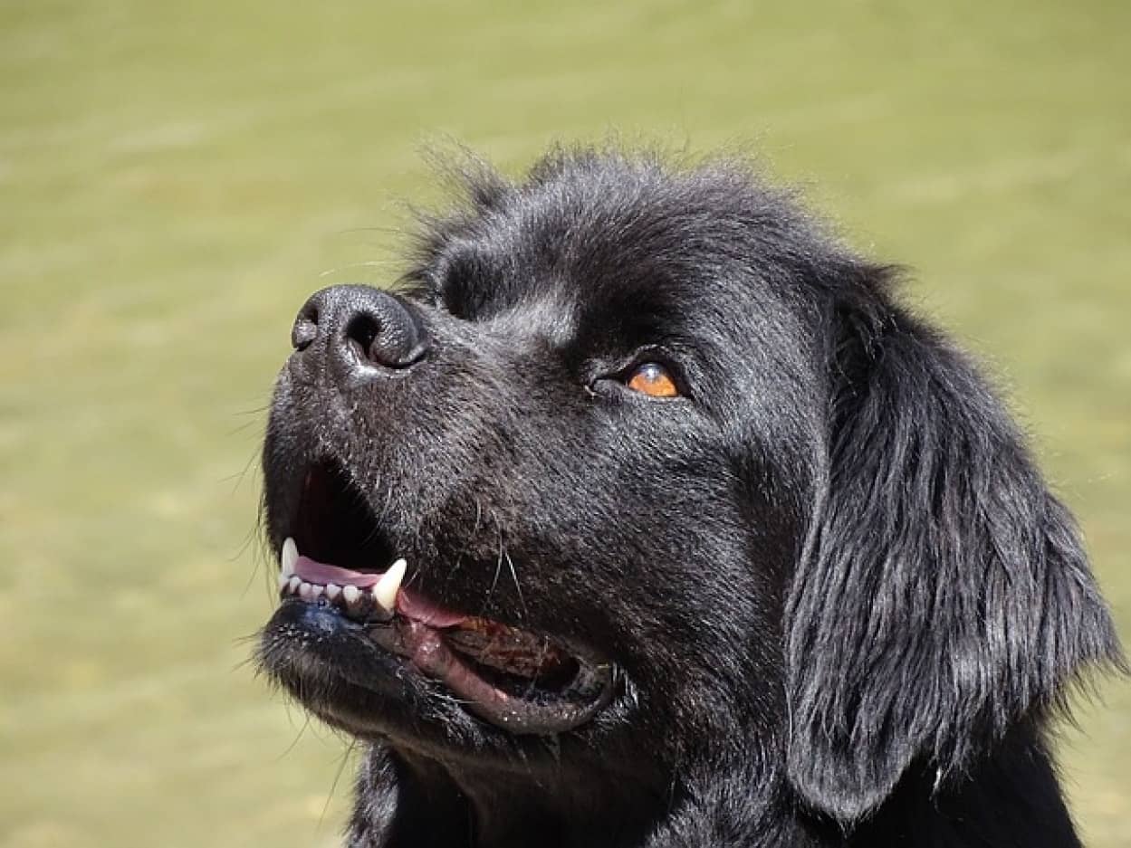 トリマーから別の犬を引き渡されるも4か月間気が付かなかった飼い主