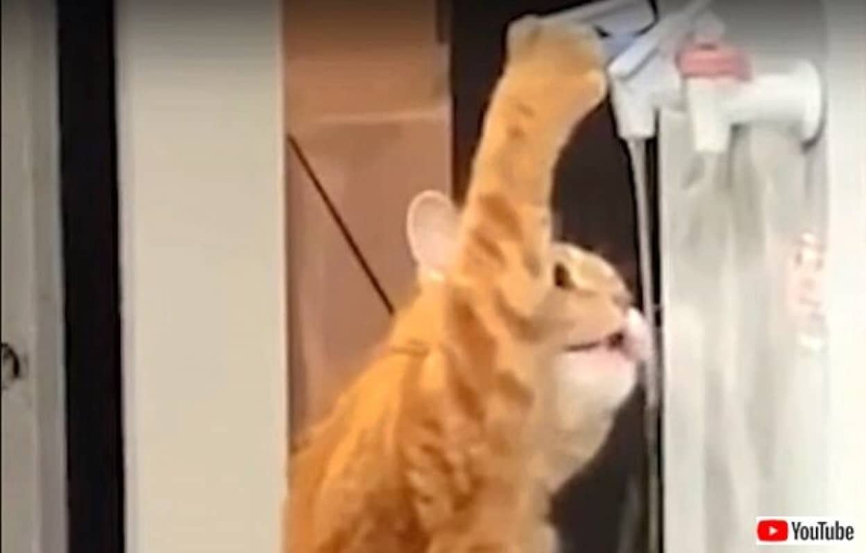 これはニンゲン顔負け ありえないスキルと才能と賢さを持ち合わせている動物たち カラパイア これはニンゲン顔負け ありえないスキルと才能と賢さを持ち合わせている動物たち カラパイア