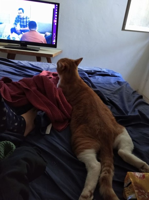 cat_e