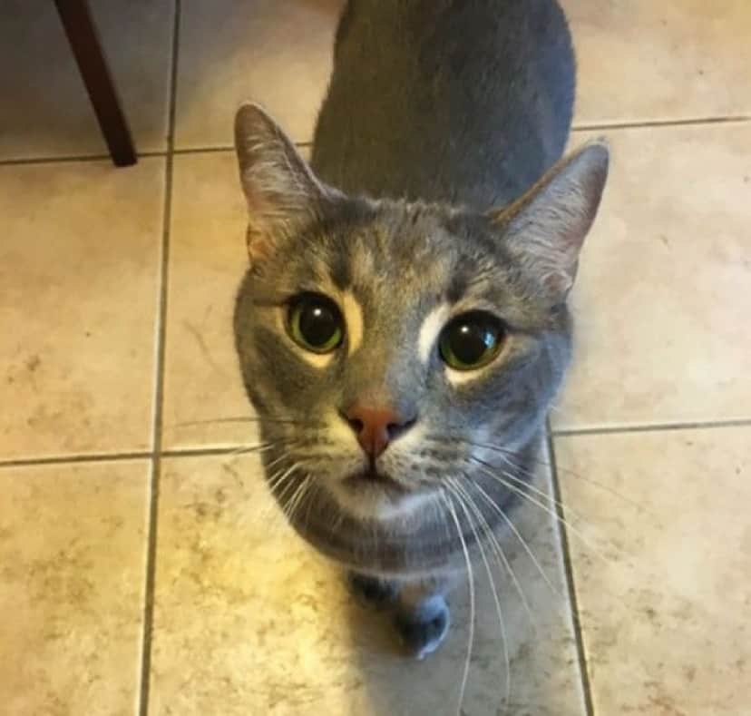 cat1_e