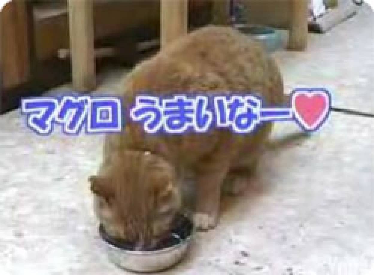 マグロうまいなぁ と話す猫 カラパイア
