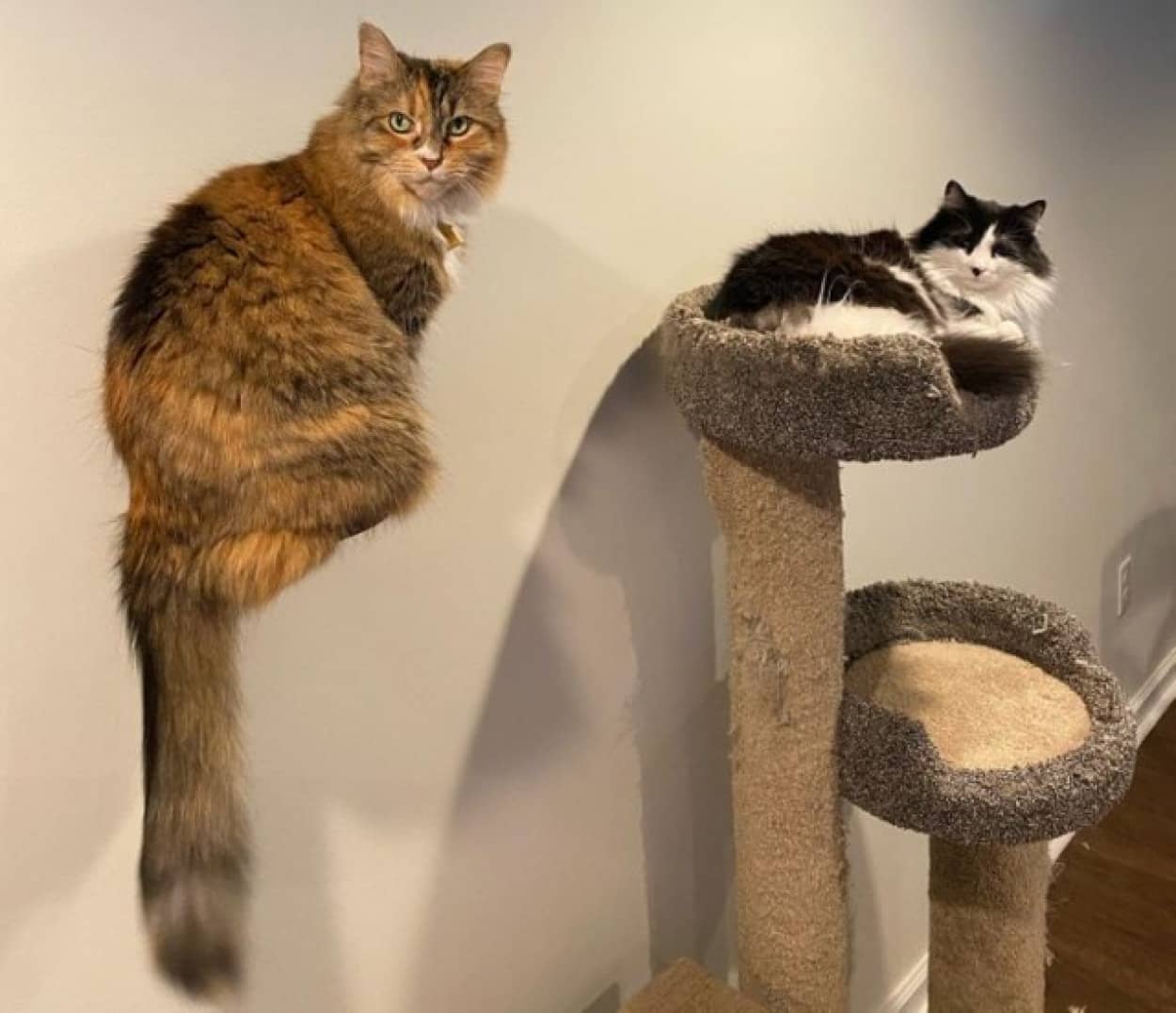 猫が宙に浮いているように見える錯視写真