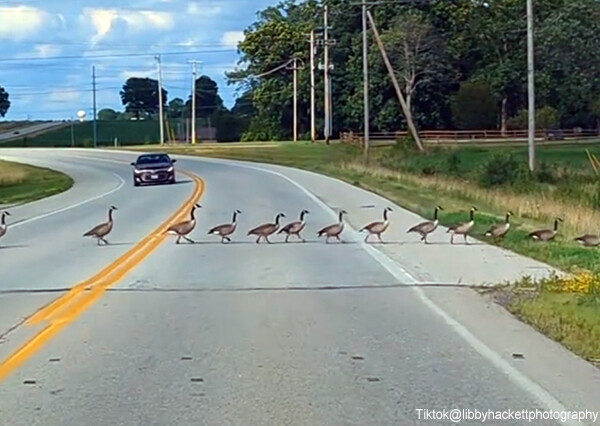 水鳥の群れが道路を渡るのをほのぼの見守っていたら、開かずの踏切レベルに長かった！