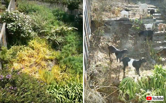 安全で楽な除草がしたい 簡単だよ ヤギならね ヤギ集団が6日間で裏庭の雑草をきれいにしていくタイムラプス動画 カラパイア 安全で楽な除草がしたい 簡単だよ ヤギならね ヤギ集団が6日間で裏庭の雑草をきれいにしていくタイムラプス動画 カラパイア
