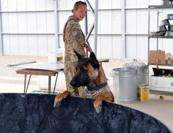 アフガニスタンで大勢の人を救ってきた軍用犬が 任務後安楽死の危機に直面 兵士らが犬たちを救うための嘆願書を提出 イギリス カラパイア アフガニスタンで大勢の人を救ってきた軍用犬が 任務後安楽死の危機に直面 兵士らが犬たちを救うための嘆願書を提出 イギリス カラパイア
