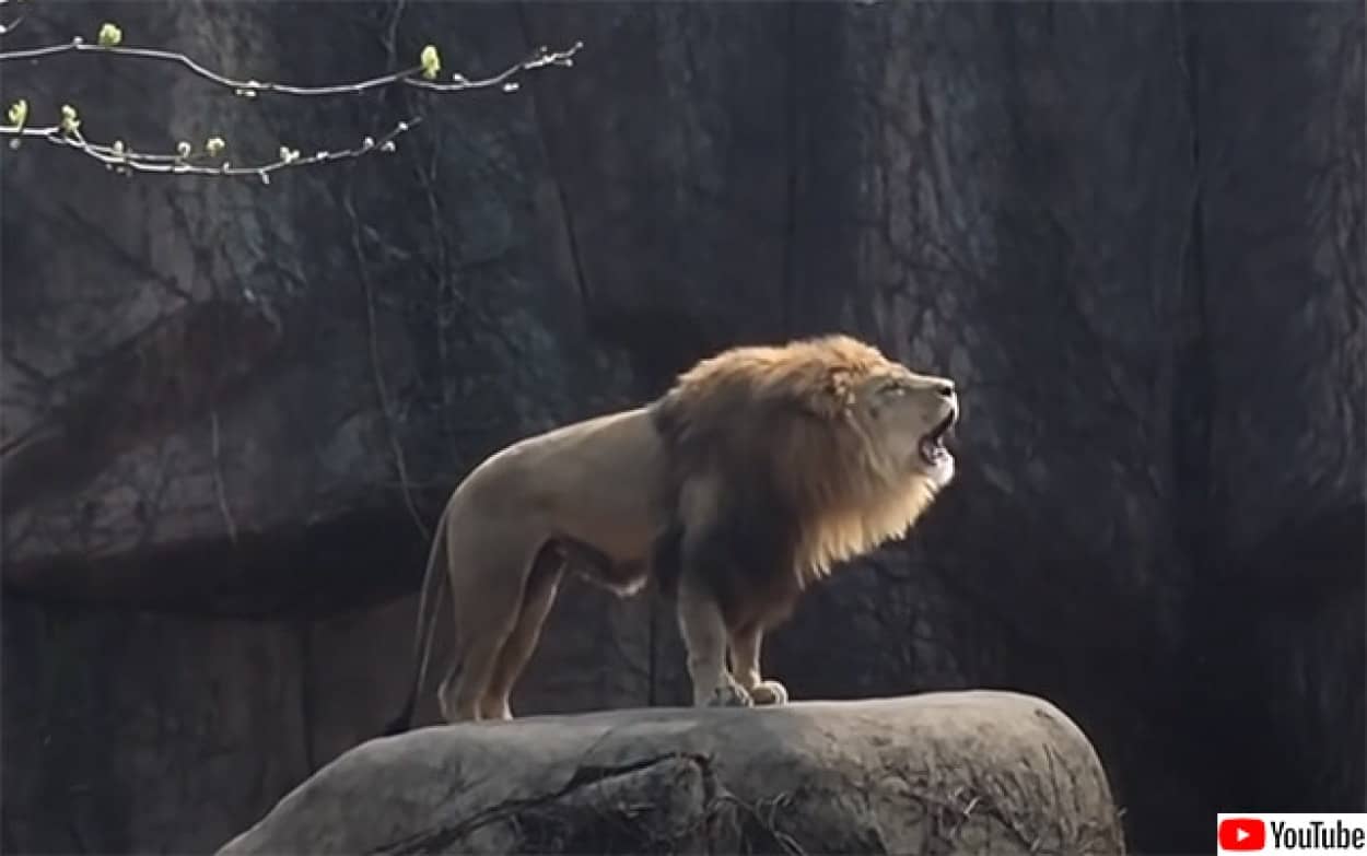 動物園でライオンが雄叫びを披露