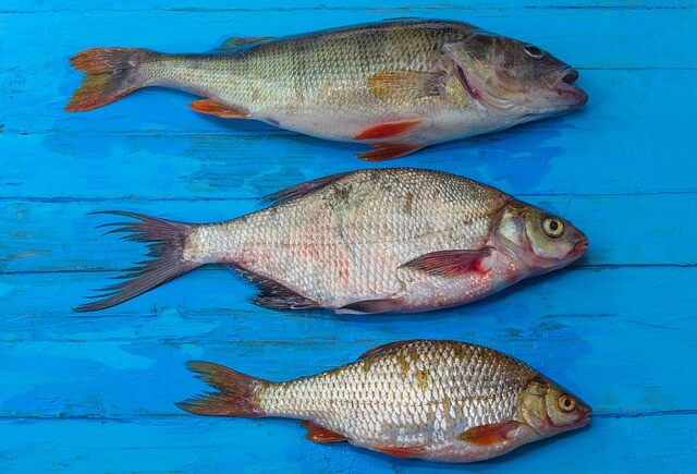 fish-5403312_640