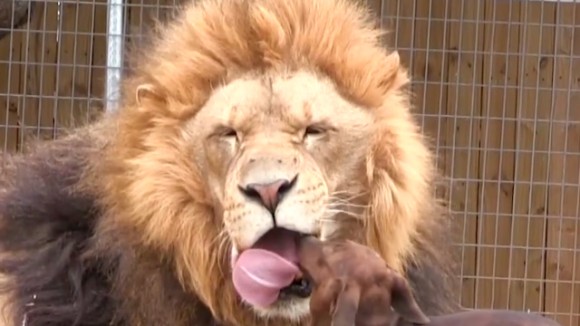 ライオンの口の中をペロペロできるのはダックスフント犬のミロさんだけ カラパイア ライオンの口の中をペロペロできるのはダックスフント犬のミロさんだけ カラパイア