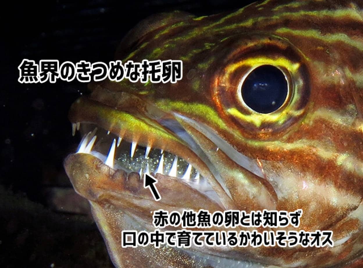 魚界の托卵はえぐい。無関係の魚の卵とは知らず、口の中で育て続けるかわいそうなオスが発見される