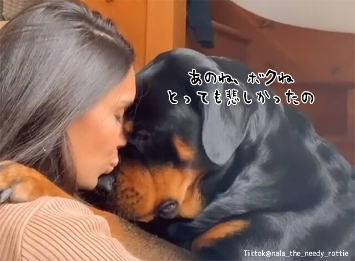 誰にもかまってもらえず落ち込む犬