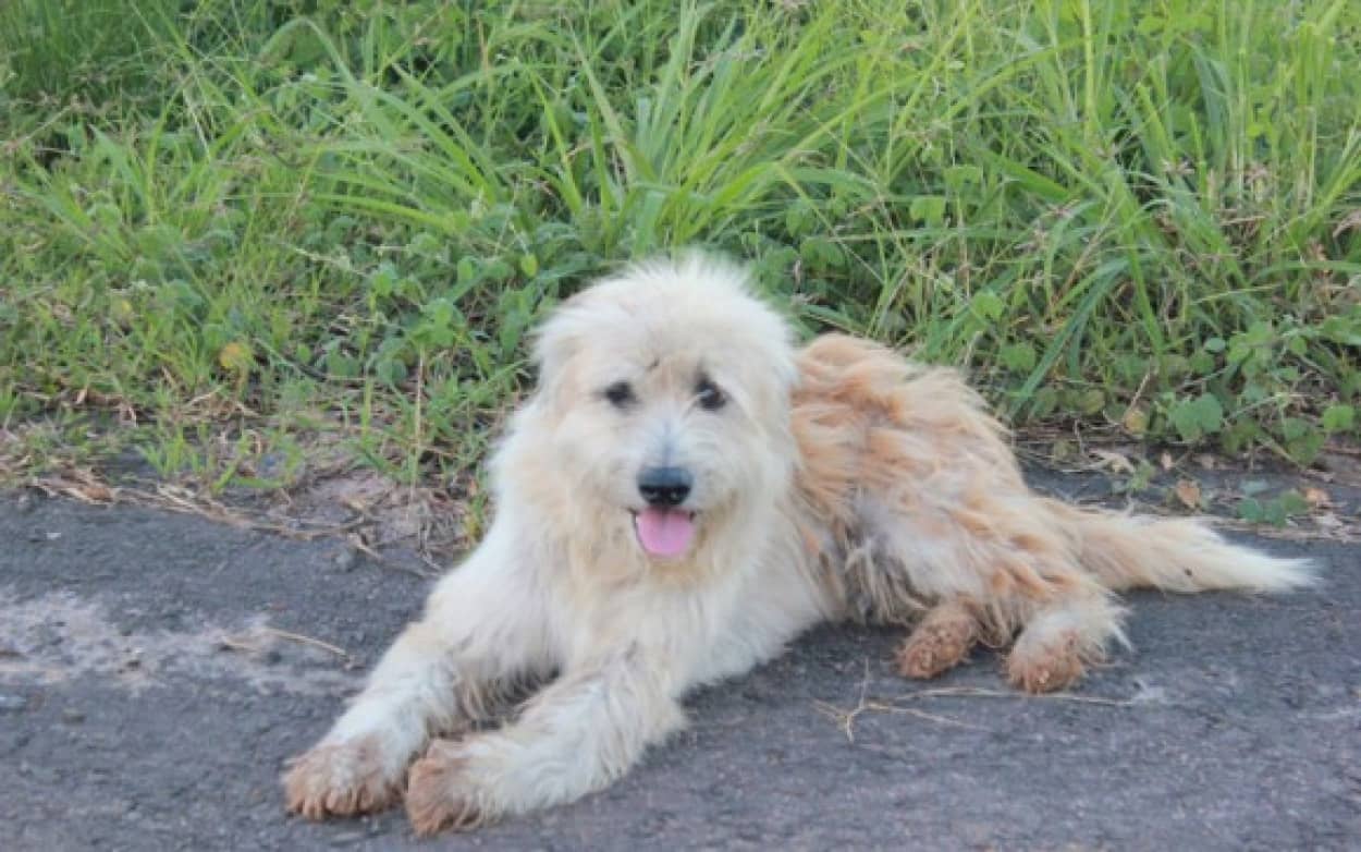 dog2_e5