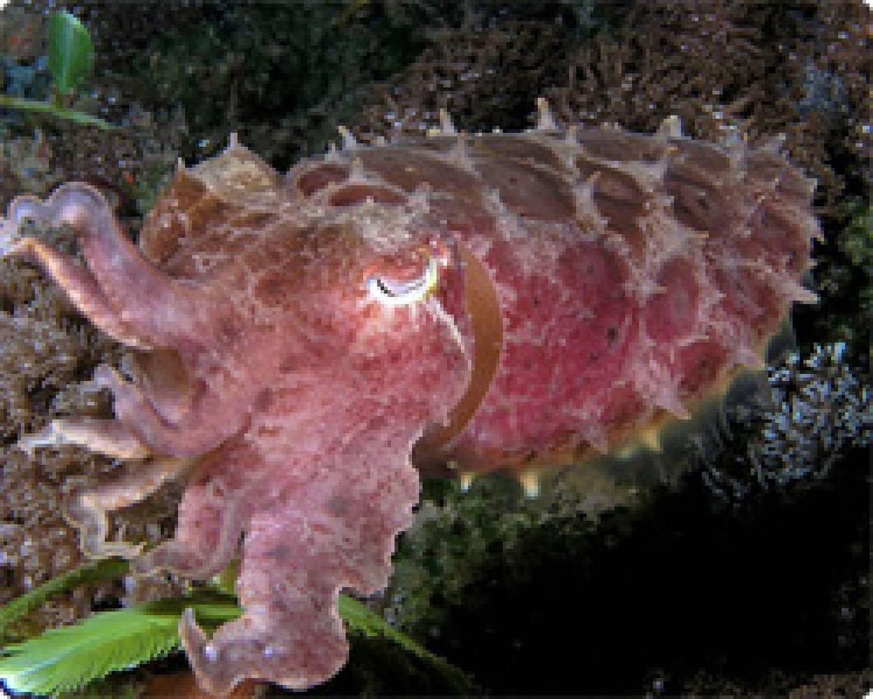 青い血が流れる生物ベスト12 カラパイア