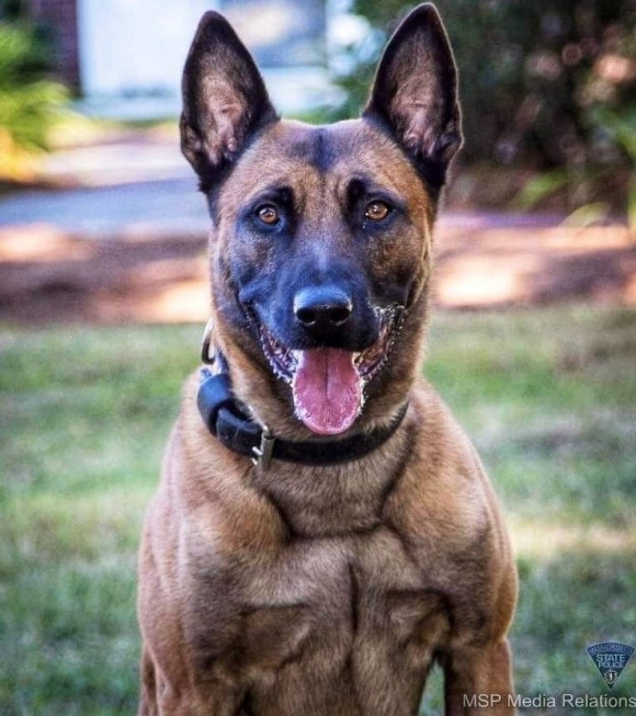 警察犬が殉職