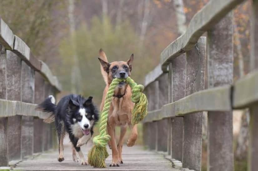 malinois-and-border-collie-g64f4720a5_640_e
