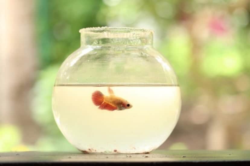 fish-g1b55ae7ab_640_e