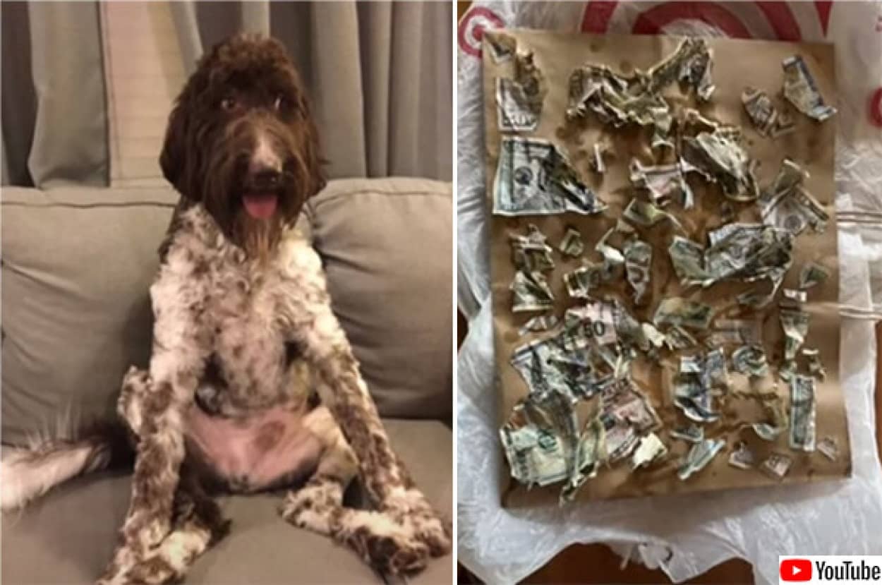 愛犬に4000ドル分の紙幣を食べられてしまう珍事