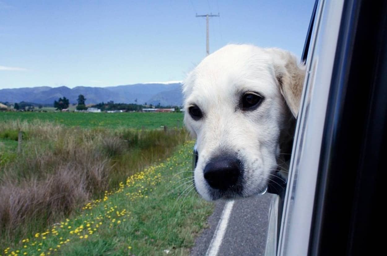 犬が車の窓から顔を出すことを禁止する法案