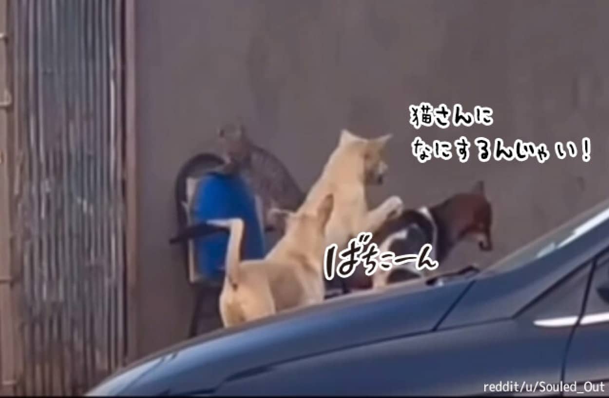 犬警察、猫をいじめている犬を取り締まる