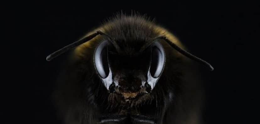 hummel-1353423_640_e