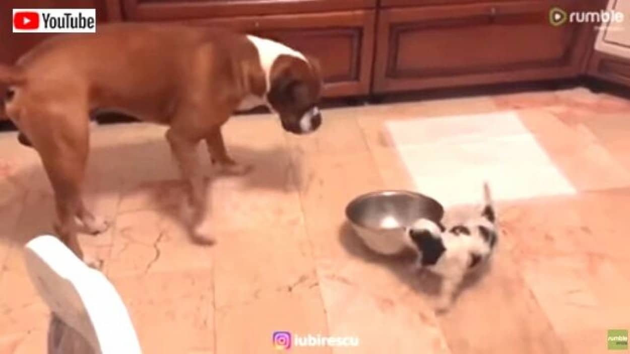 イタズラ大好きなちいちゃい子犬 大きい犬がご飯を食べてる最中に突然やって来たと思ったら カラパイア