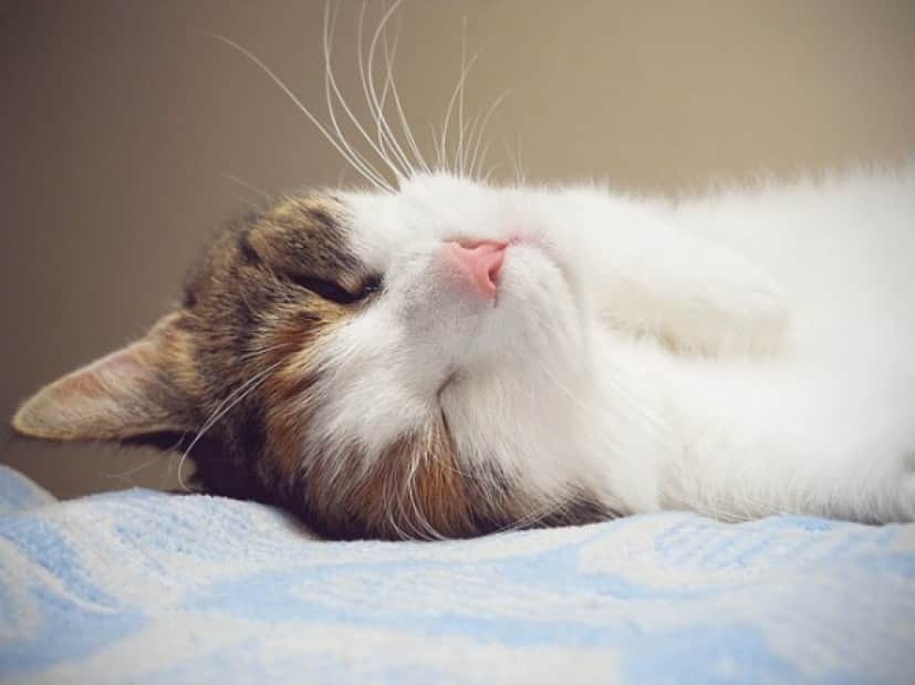 cat2_e