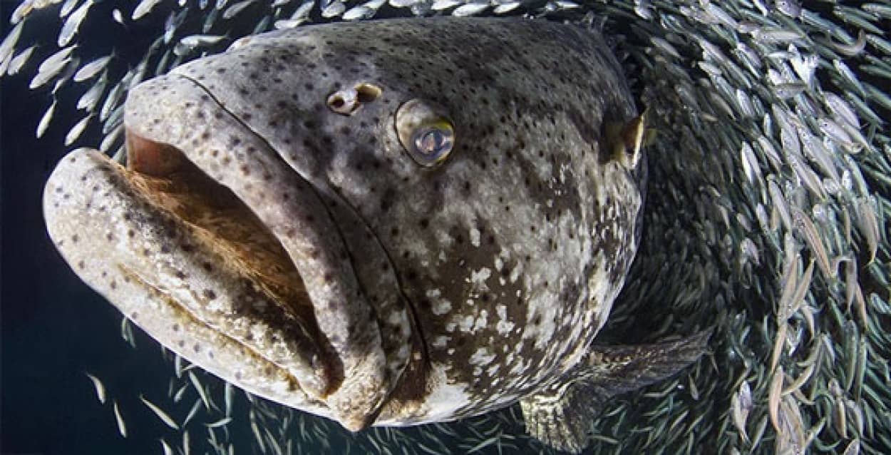 水中はいつだってcoolなんだぜ アマチュア写真家が撮影したワクワク海の生き物たち カラパイア