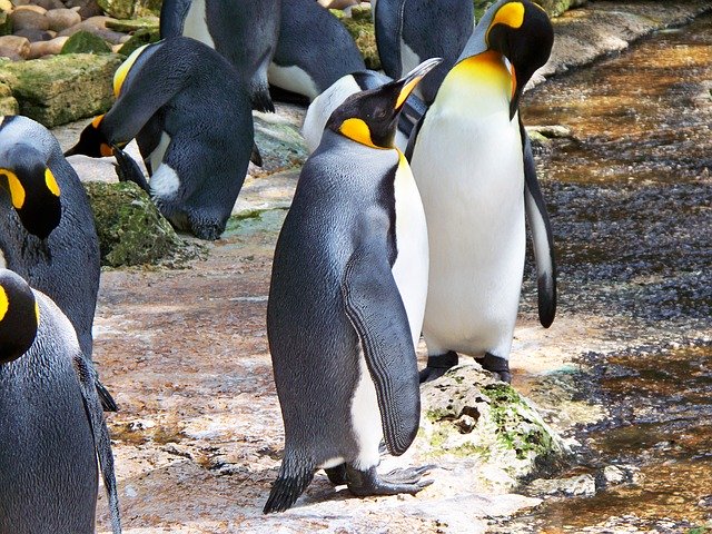 king-penguin-326746_640