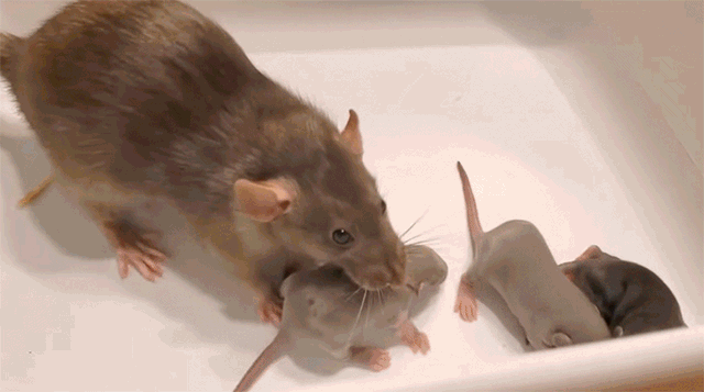 うちの子全員任せたわよ 飼い主の腕の中に赤ちゃんを運ぶネズミ カラパイア