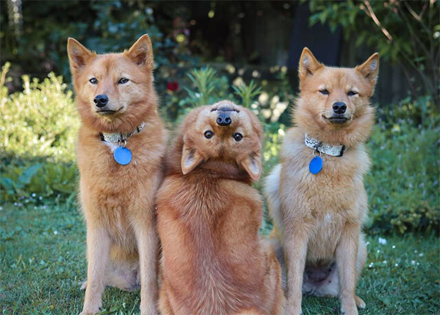 頭をひっくり返す技を覚えた犬 