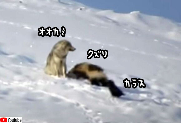 狼とクズリとカラス