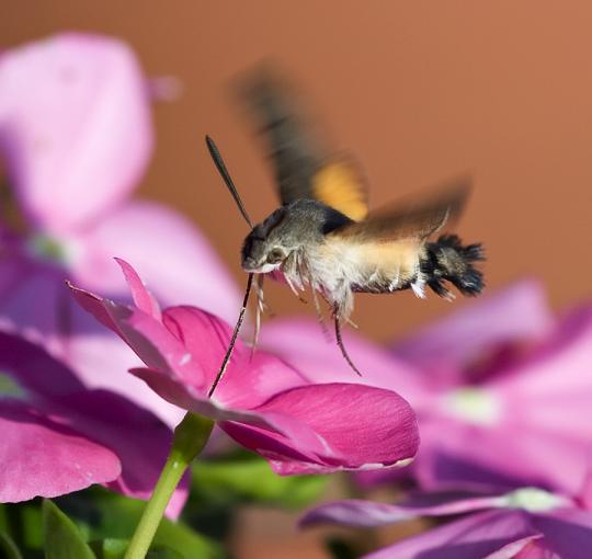 ネットアイドル生物図鑑 こんなにかわいいのに蛾の仲間 クロスキバホウジャク Hummingbird Hawk Moth カラパイア