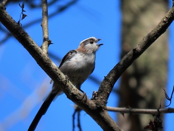 animal-4365856_640_e