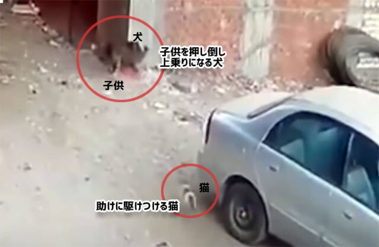 犬に襲われている子供を助けに行った猫