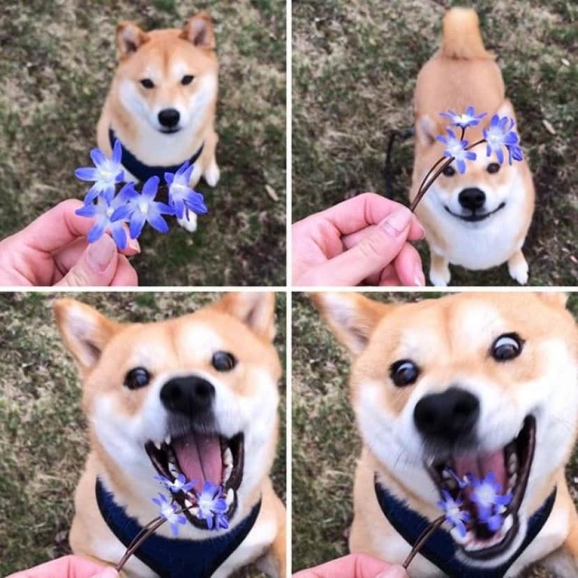 funny-shiba-inu-15-5ae9d0a1d1e5d__700_e