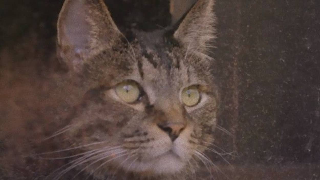 猫は昔いっしょに過ごした飼い主の声を覚えているのか カルカンの実験 カラパイア
