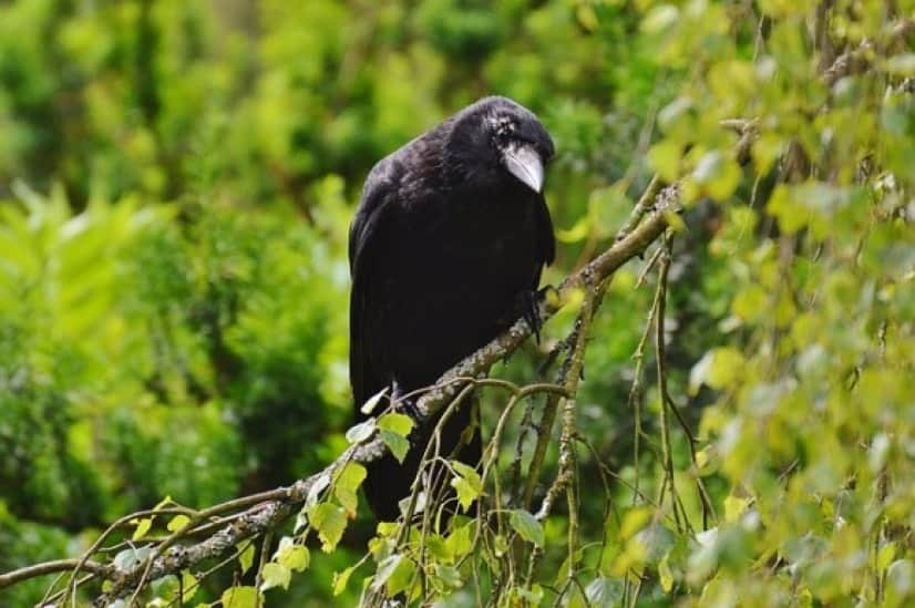 カラスは情が深かった 争った後 仲直りの為に謝罪もするしスキンシップを行うという研究報告 ドイツ研究 カラパイア カラスは情が深かった 争った後 仲直りの為に謝罪もするしスキンシップを行うという研究報告 ドイツ研究 カラパイア