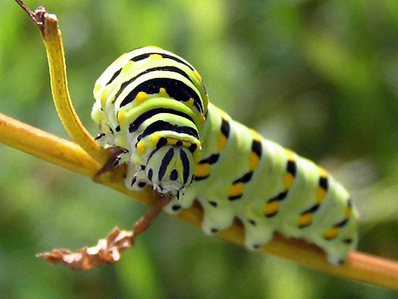 見ているうちにどんどんかわいく見えてくる イモムシたちを愛せるようになるかもしれない画像特集 カラパイア
