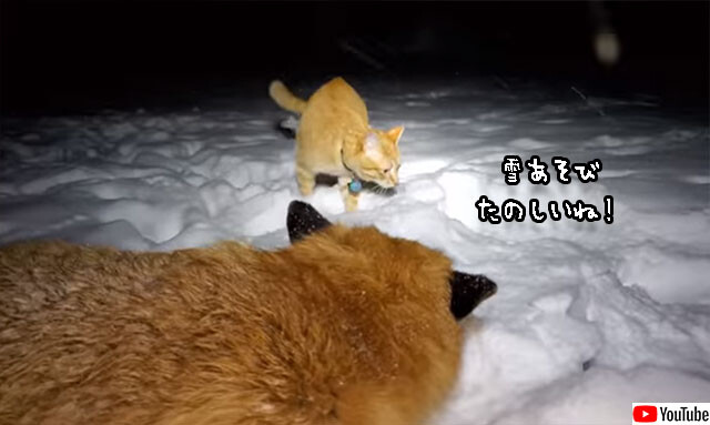 おとぎの国の世界かな？雪遊びを楽しむキツネ、猫、犬