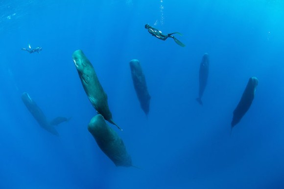 一生のうちほんのわずかしか眠らない マッコウクジラの貴重な睡眠シーンがついに激写される カラパイア