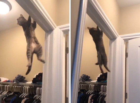 猫の身体能力ぱねぇ！ドアの枠上部から体を揺らして棚に飛び移り大成功