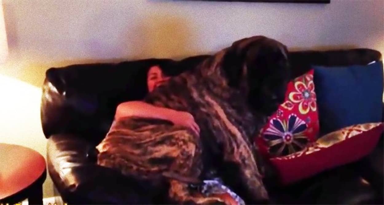 自分まだ赤ちゃんなわけやしぃ 大きくなっても飼い主の膝の上に乗るのが大好きな犬たちの動画総集編 カラパイア 自分まだ赤ちゃんなわけやしぃ 大きくなっても飼い主の膝の上に乗るのが大好きな犬たちの動画総集編 カラパイア