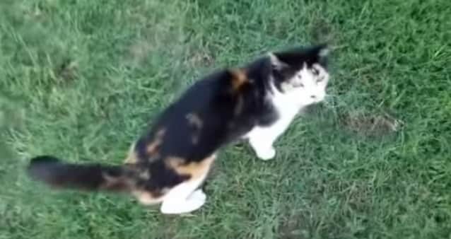 言っても同じネコ科だろ イエネコ ライオンと対面するも威風堂々とかいう カラパイア
