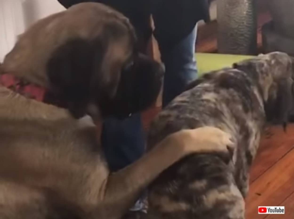 おすわり ができないとおやつがもらえない犬に おすわりするように教える犬 カラパイア