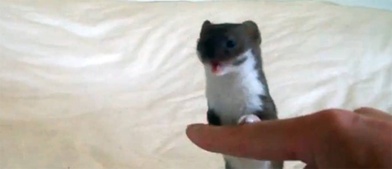 夏は茶色 冬は真っ白 ちょこまか動く イイズナ とワクワクプレイタイム カラパイア