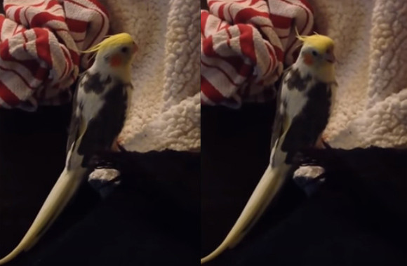 紛らわしくてしゃーないわ Iphoneの着信音を完全に真似るインコとシリに話しかけるインコ カラパイア 紛らわしくてしゃーないわ Iphoneの着信音を完全に真似るインコとシリに話しかけるインコ カラパイア