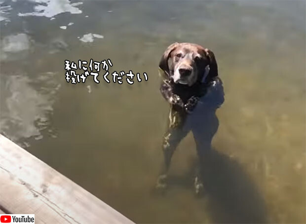 立った！ワンコが立った！水中立ちでおねだりする犬