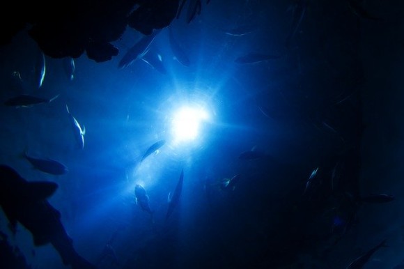 深海にはどんな生物がいるの？海の深さ順に見ることができる面白サイト『The Deep Sea』
