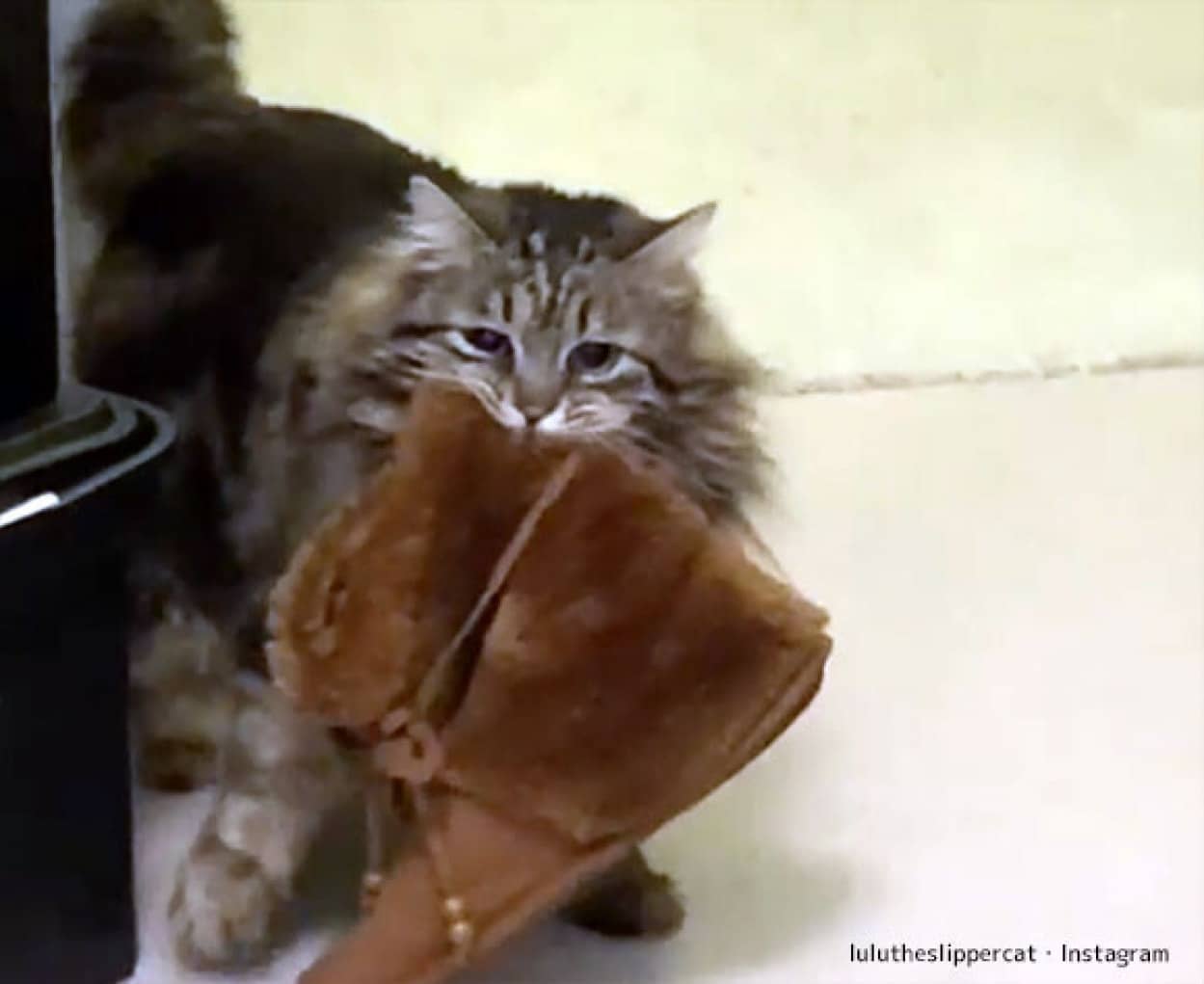 長靴をはいた猫ならぬ 長靴を運ぶ猫 飼い主のルームシューズを寝室に運ぶ猫なりの恩返し カラパイア