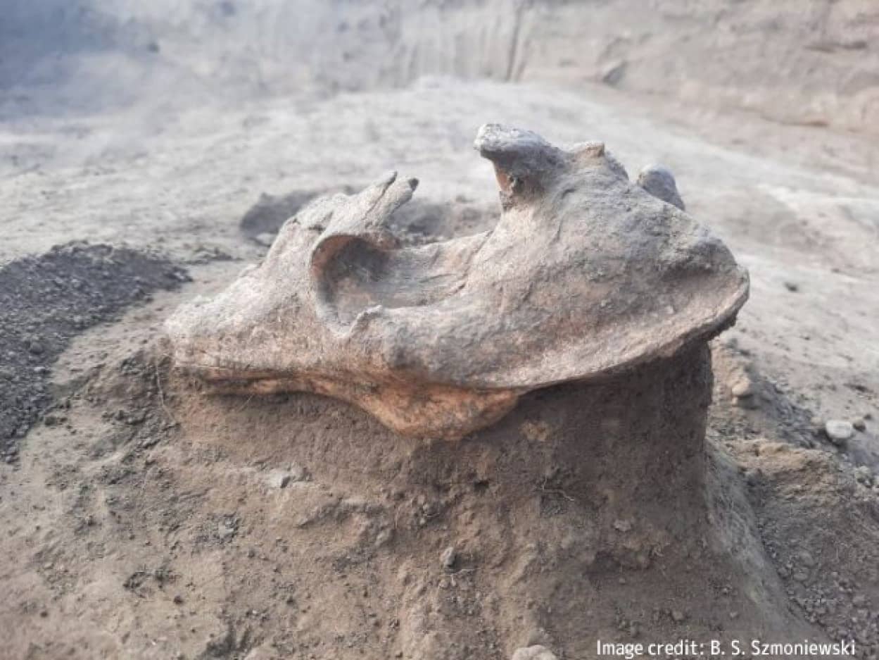 呪いを防ぐためにルーマニアの墓に置かれたオオカミの頭蓋骨