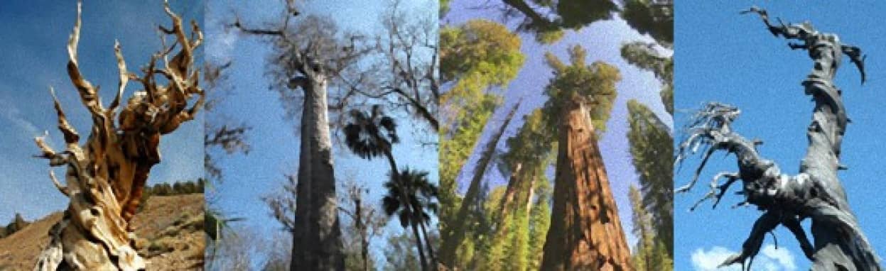 圧巻！紀元前から存在する世界最古級の12の樹木 : カラパイア